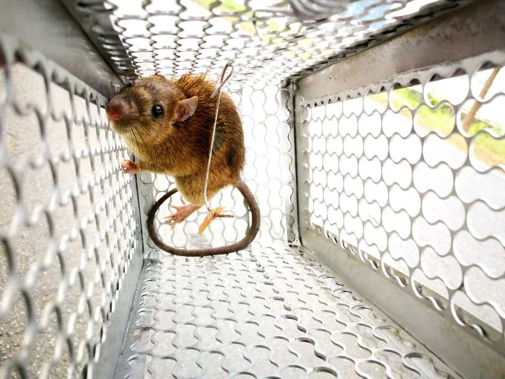 Rodent Control